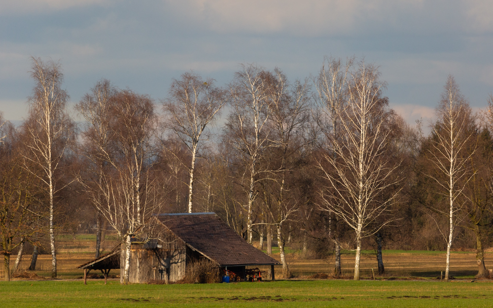 Lauteracherried im Jänner 55